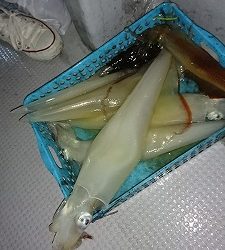 海龍丸(福岡) 釣果