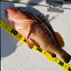 オーフリー 釣果