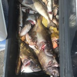 第八平成丸 釣果