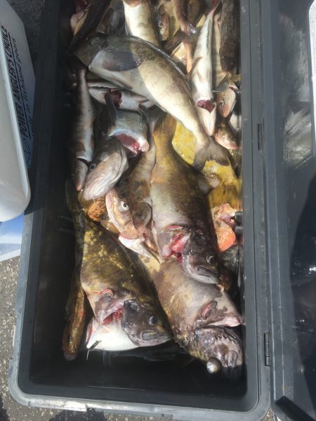 第八平成丸 釣果