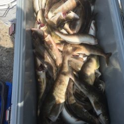 第八平成丸 釣果