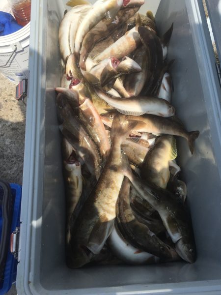 第八平成丸 釣果