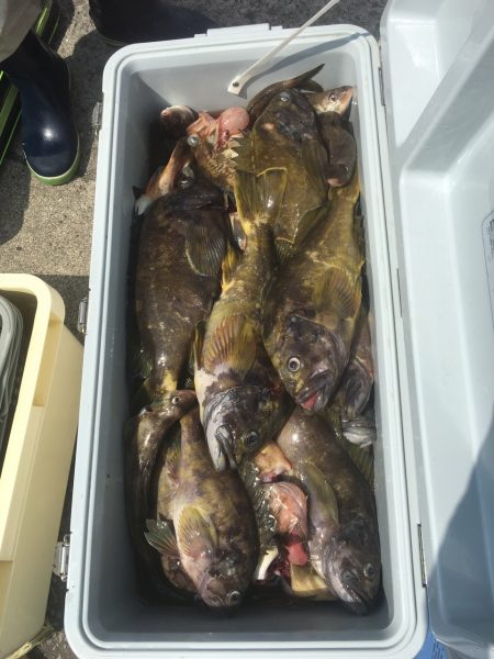 第八平成丸 釣果