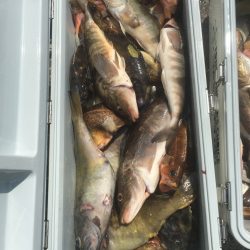 第八平成丸 釣果