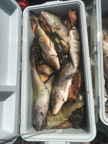 第八平成丸 釣果