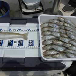 ルアー船マヒマヒ 釣果