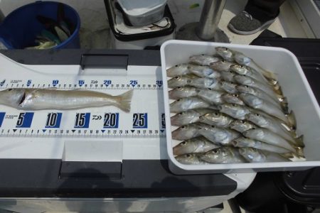 ルアー船マヒマヒ 釣果