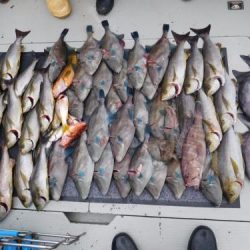 第二一之紀丸(ダイニイチノキマル) 釣果