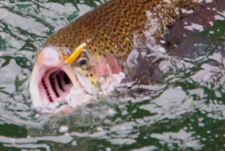 小菅トラウトガーデン 釣果