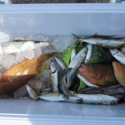 大進丸(新潟) 釣果