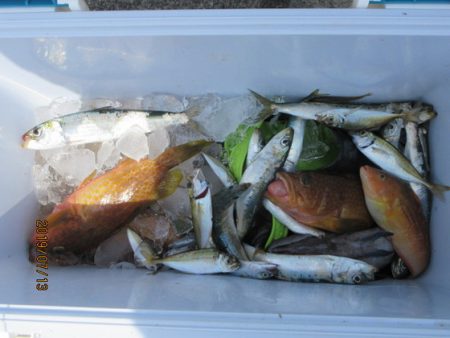 大進丸(新潟) 釣果