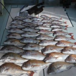 遊漁船 幸友丸 釣果