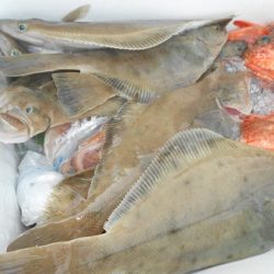 こうゆう丸 釣果