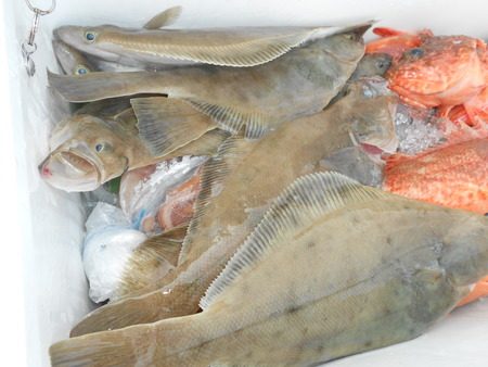 こうゆう丸 釣果