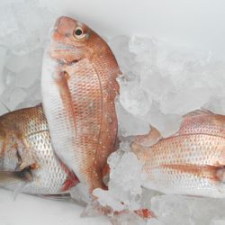 こうゆう丸 釣果