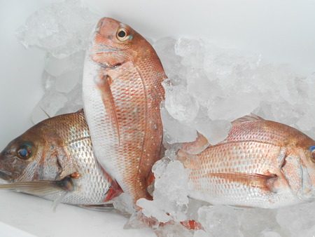 こうゆう丸 釣果