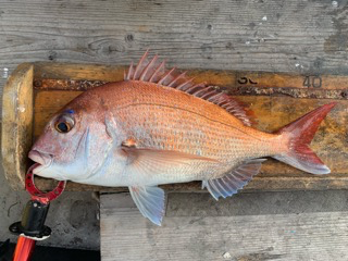幸吉丸 釣果