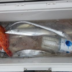 大進丸(新潟) 釣果