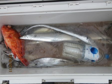 大進丸(新潟) 釣果