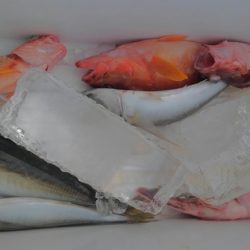 遊漁船 新鋭丸 釣果