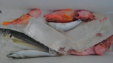 遊漁船 新鋭丸 釣果