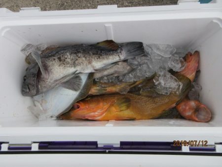 大進丸（新潟） 釣果