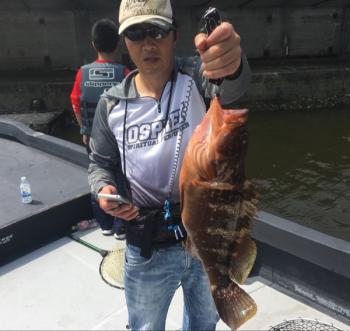 シーマジカル 釣果