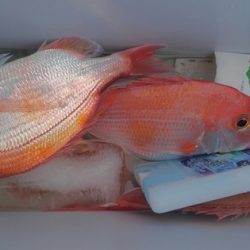 遊漁船 新鋭丸 釣果