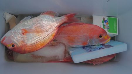 遊漁船 新鋭丸 釣果