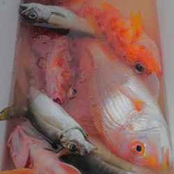 遊漁船 新鋭丸 釣果