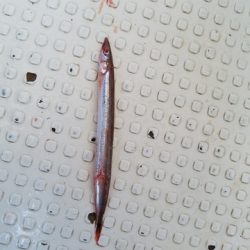 遊漁船 ニライカナイ 釣果