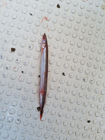 遊漁船 ニライカナイ 釣果