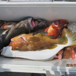 大進丸(新潟) 釣果