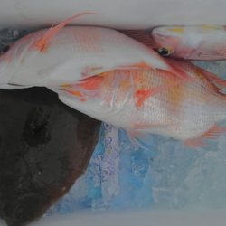 遊漁船 新鋭丸 釣果