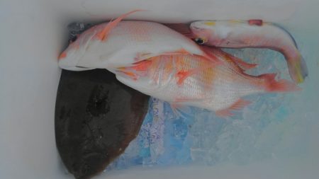 遊漁船 新鋭丸 釣果