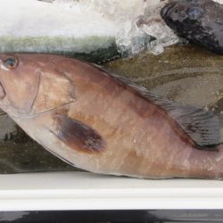 大進丸(新潟) 釣果