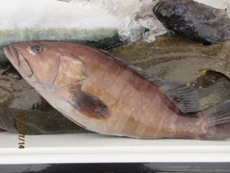 大進丸(新潟) 釣果