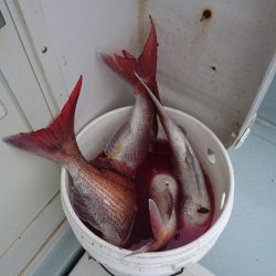 遊漁船ブルーウッズ 釣果