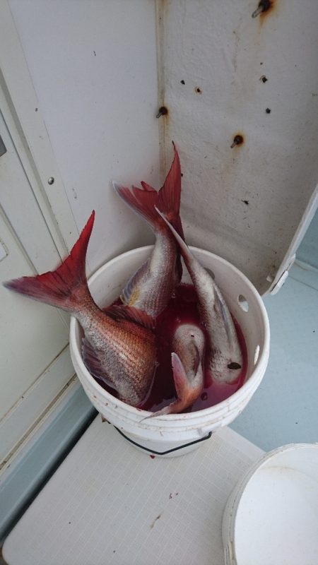 遊漁船ブルーウッズ 釣果