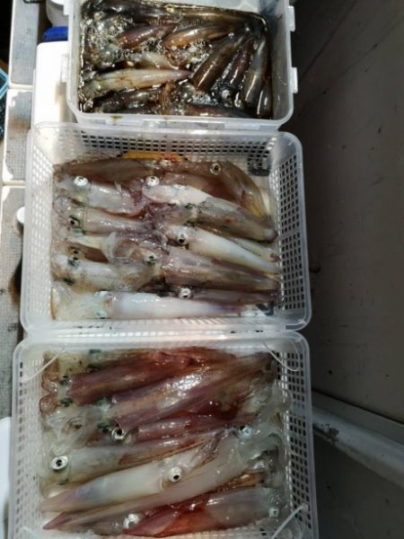泰丸 釣果