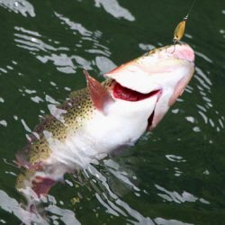 小菅トラウトガーデン 釣果