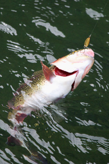 小菅トラウトガーデン 釣果