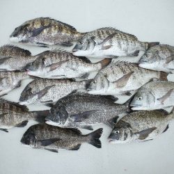 TOPGUN名古屋 釣果