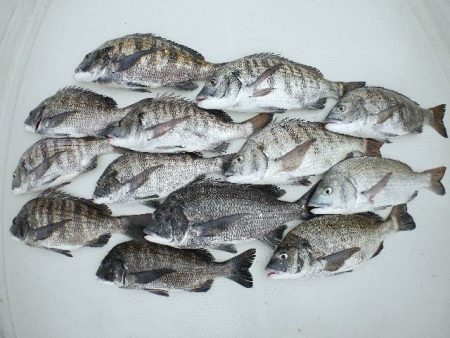 TOPGUN名古屋 釣果