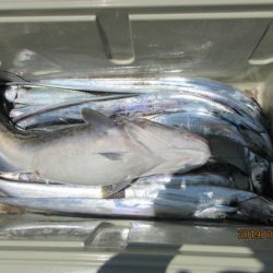 大進丸(新潟) 釣果