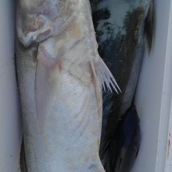 遊漁船 新鋭丸 釣果