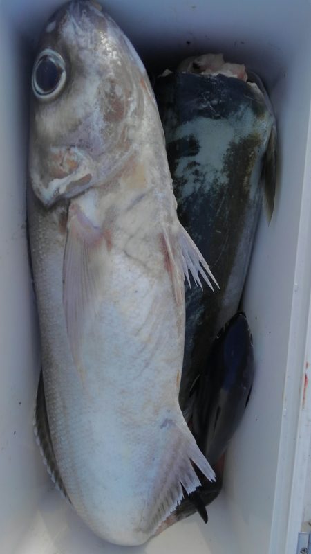 遊漁船 新鋭丸 釣果