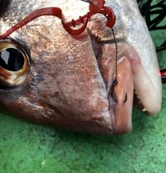 利弥丸(としやまる) 釣果