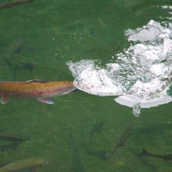 小菅トラウトガーデン 釣果