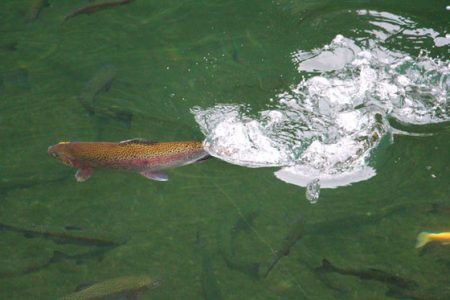 小菅トラウトガーデン 釣果